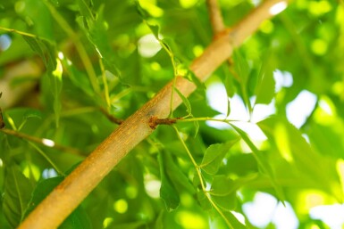 Fraxinus americana hoogstam