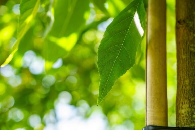 Fraxinus americana hoogstam