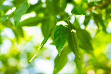 Fraxinus americana hoogstam