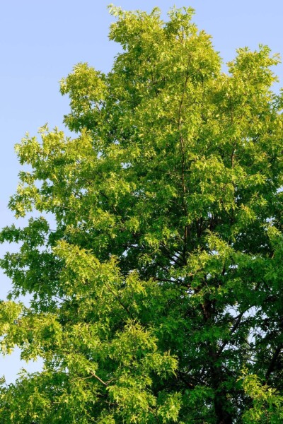 Fraxinus americana 'Skyline' hoogstam 10/12