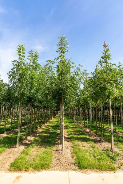 Fraxinus angustifolia 'Raywood' hoogstam 14/16