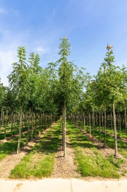 Fraxinus angustifolia 'Raywood' hoogstam 14/16