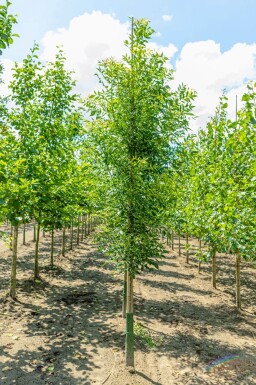 Fraxinus angustifolia 'Raywood' hoogstam 14/16