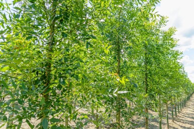 Fraxinus angustifolia 'Raywood' hoogstam 14/16