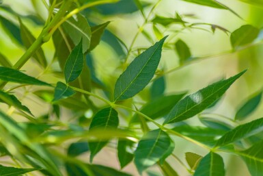 Fraxinus angustifolia 'Raywood' hoogstam 14/16
