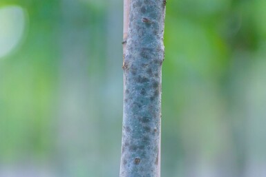 Fraxinus angustifolia 'Raywood' hoogstam 14/16