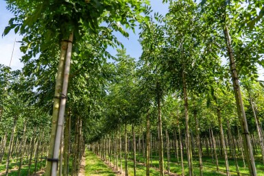 Fraxinus angustifolia 'Raywood' hoogstam 14/16