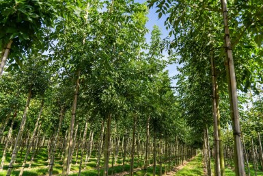 Fraxinus angustifolia 'Raywood' hoogstam 14/16