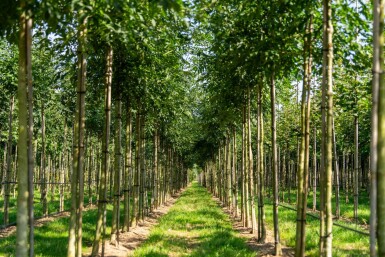 Fraxinus angustifolia 'Raywood' hoogstam 14/16