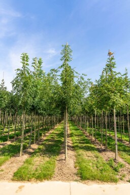 Fraxinus angustifolia 'Raywood' hoogstam 14/16