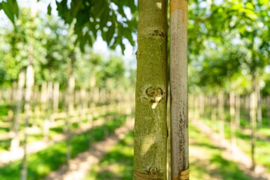 Fraxinus angustifolia 'Raywood' hoogstam 14/16