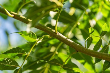 Fraxinus angustifolia 'Raywood' hoogstam 14/16