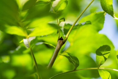 Fraxinus angustifolia 'Raywood' hoogstam 14/16