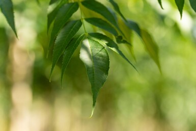 Fraxinus angustifolia 'Raywood' hoogstam 14/16