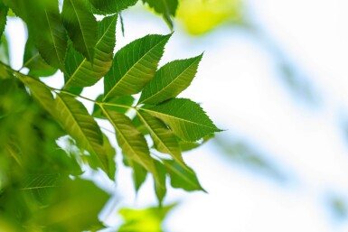 Fraxinus angustifolia 'Raywood' hoogstam 14/16