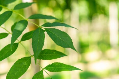 Fraxinus angustifolia 'Raywood' hoogstam 14/16