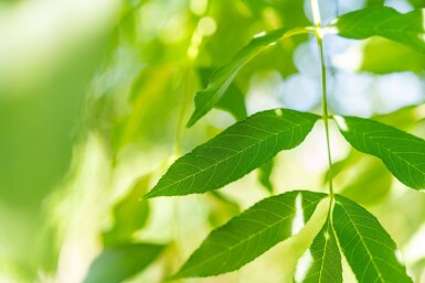 Fraxinus angustifolia 'Raywood' hoogstam 14/16