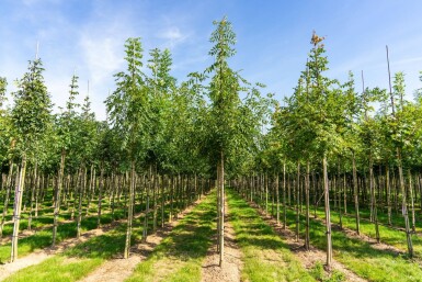 Fraxinus angustifolia 'Raywood' hoogstam 14/16