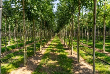 Fraxinus angustifolia 'Raywood' hoogstam 14/16
