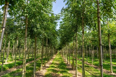 Fraxinus angustifolia 'Raywood' hoogstam 14/16