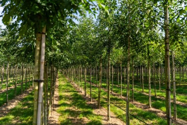 Fraxinus angustifolia 'Raywood' hoogstam 14/16