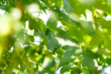 Fraxinus angustifolia 'Raywood' hoogstam 14/16
