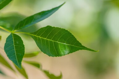 Fraxinus angustifolia 'Raywood' meerstammig 250-300