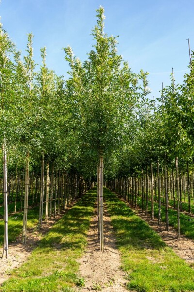 Fraxinus excelsior hoogstam 14/16