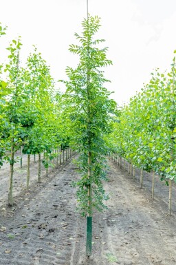 Fraxinus excelsior hoogstam