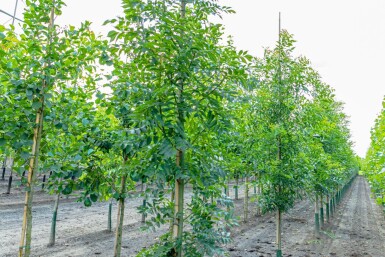 Fraxinus excelsior hoogstam 14/16