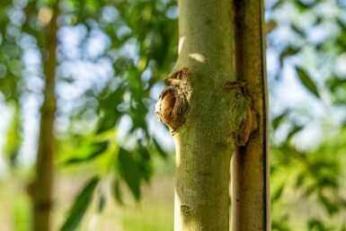 Fraxinus excelsior hoogstam 14/16