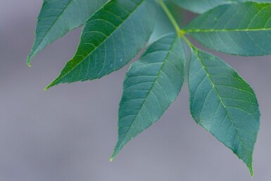 Fraxinus excelsior hoogstam 14/16