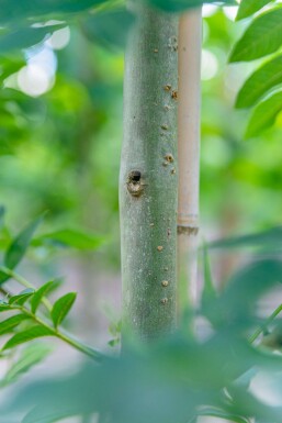 Fraxinus excelsior hoogstam 14/16
