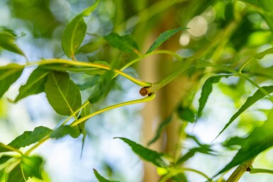 Fraxinus excelsior hoogstam 14/16