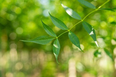 Fraxinus excelsior hoogstam 14/16