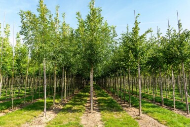 Fraxinus excelsior hoogstam 14/16