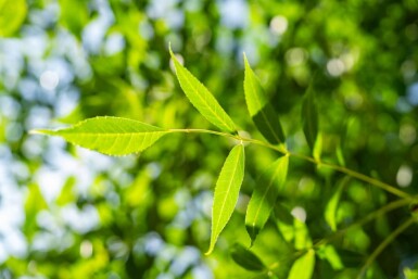 Fraxinus excelsior hoogstam 14/16
