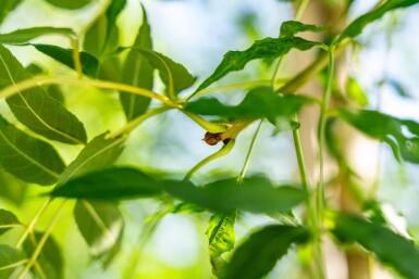Fraxinus excelsior hoogstam 14/16