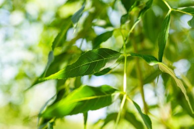 Fraxinus excelsior hoogstam 14/16