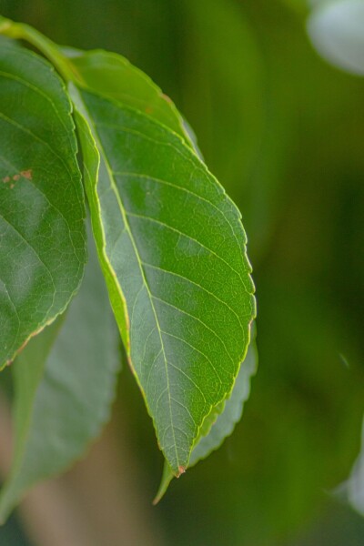 Fraxinus excelsior 'Nana' bolvorm 10/12 225cm stam
