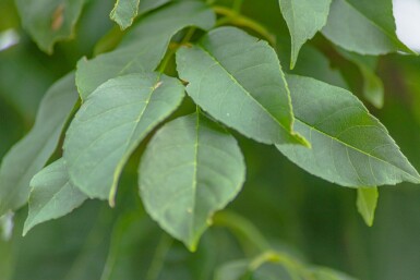 Fraxinus excelsior 'Nana' bolvorm