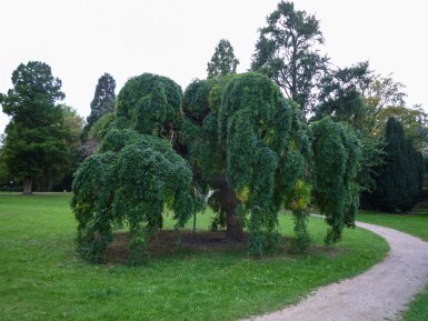Fraxinus excelsior 'Pendula' treurvorm