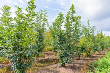 Fraxinus ornus meerstammig