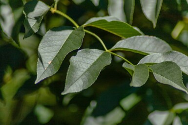 Fraxinus ornus meerstammig 400-450