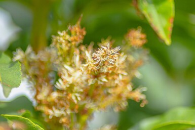 Fraxinus ornus meerstammig 400-450