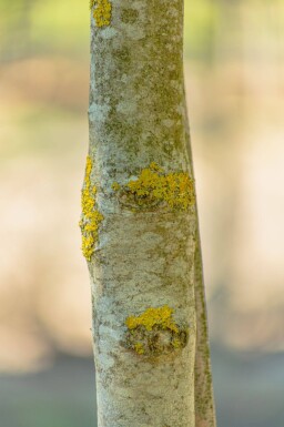 Fraxinus ornus meerstammig 400-450