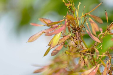 Fraxinus ornus meerstammig 400-450
