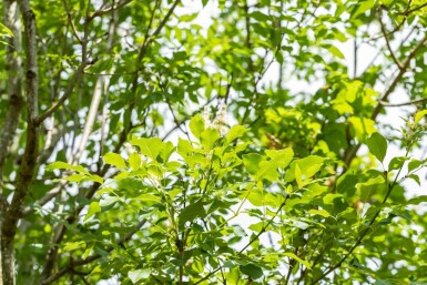 Fraxinus ornus meerstammig 400-450