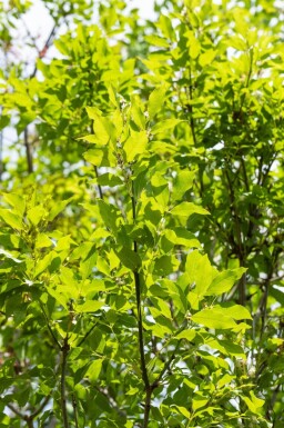Fraxinus ornus meerstammig 400-450