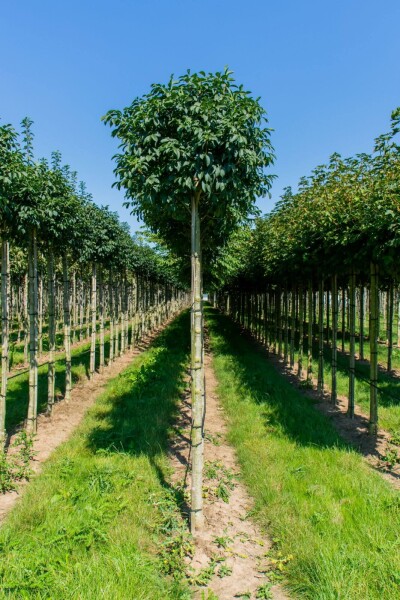 Fraxinus ornus 'Mecsek' bolvorm 16/18 225cm stam